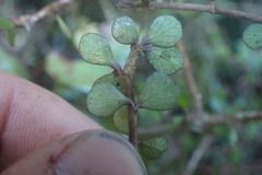 Pittosporum obcordatum