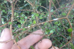Pittosporum obcordatum