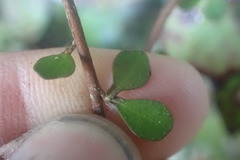 Pittosporum obcordatum