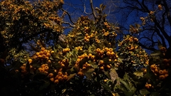 Crataegus gracilior