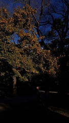 Crataegus gracilior