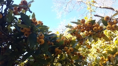 Crataegus gracilior