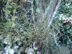 Pittosporum obcordatum