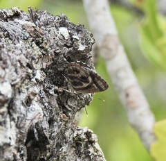 Hypochrysops narcissus