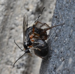 Oxyrrhexis carbonator