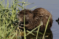 Myocastor coypus