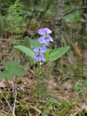 Viola sacchalinensis