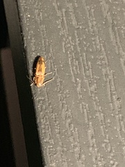 Conoderus vespertinus