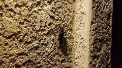 Derobrachus geminatus