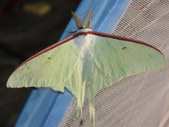 Actias artemis