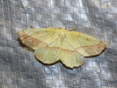 Auaxa sulphurea