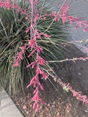 Hesperaloe