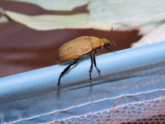 Callistethus plagiicollis