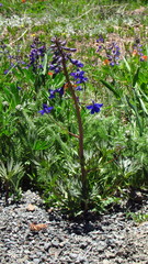 Delphinium glareosum