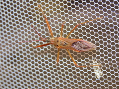 Epidaus tuberosus