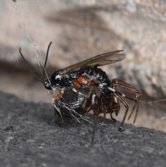 Oxyrrhexis carbonator