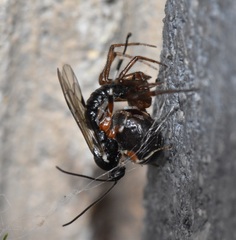 Oxyrrhexis carbonator