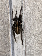 Lycosidae