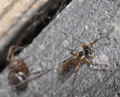 Oxyrrhexis carbonator