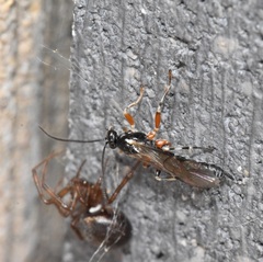 Oxyrrhexis carbonator