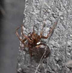 Oxyrrhexis carbonator