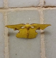 Corymica spatiosa