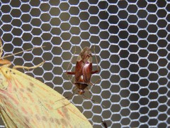 Castanopsides potanini