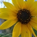 photo of Common Sunflower (Helianthus annuus)