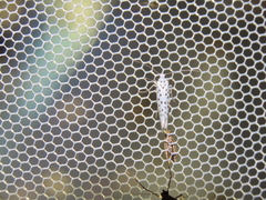 Yponomeuta kanaiellus