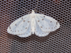 Naxa seriaria