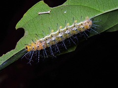 Cupha erymanthis lotis