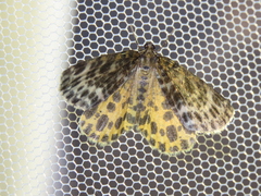 Arichanna melanaria