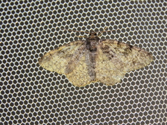 Duliophyle majuscularia