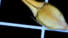 Rhynchospora indianolensis