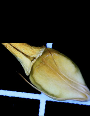 Rhynchospora indianolensis