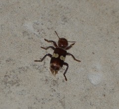 Enoclerus quadrisignatus