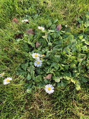 Bellis perennis