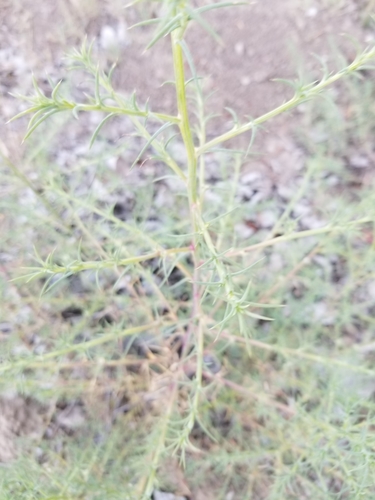 photo of Prickly Russian Thistle (Salsola tragus)