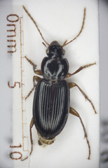 Synuchus nivalis