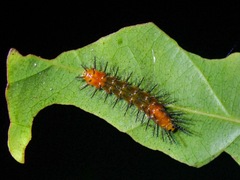 Cupha erymanthis lotis