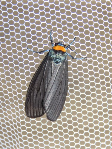 Macrobrochis staudingeri (Alphéraky, 1897)