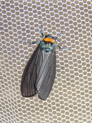 Macrobrochis staudingeri