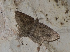 Pterospoda nigrescens
