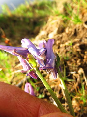 Corydalis pauciflora