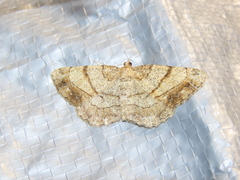 Polymixinia appositaria