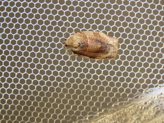 Choristoneura adumbratanus