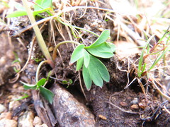 Corydalis pauciflora