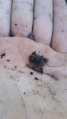 Ephutomorpha venusta