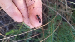 Ephutomorpha venusta