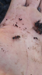 Ephutomorpha venusta